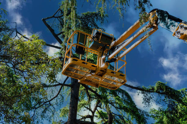 The Steps Involved in Our Tree Care Process in Fircrest, WA